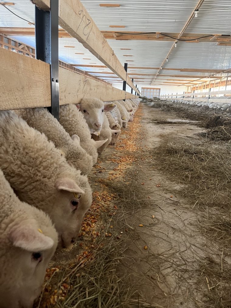 Lambs feeding along a hay-lined barn aisle