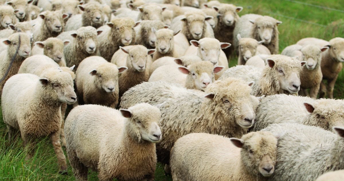 Flock of sheep grazing together on green grass