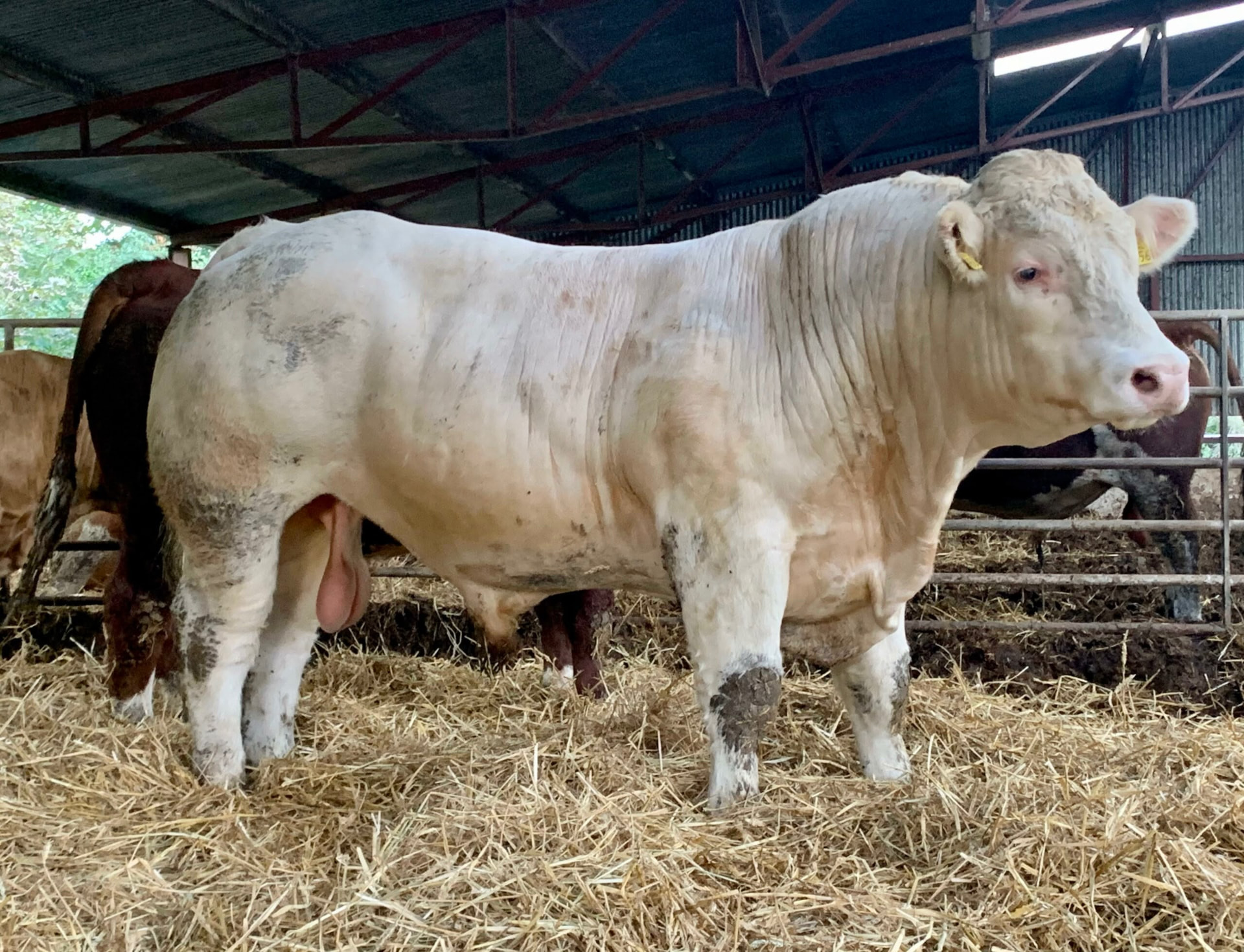 White bull standing on straw inside a barn